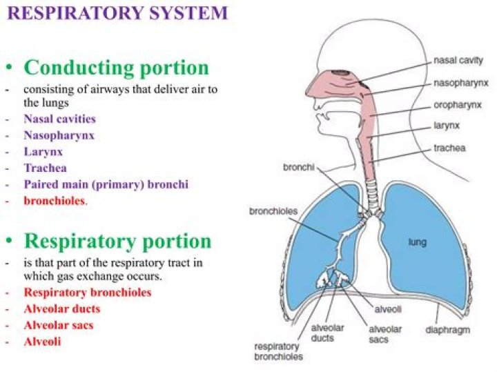What portion of the respiratory system are?