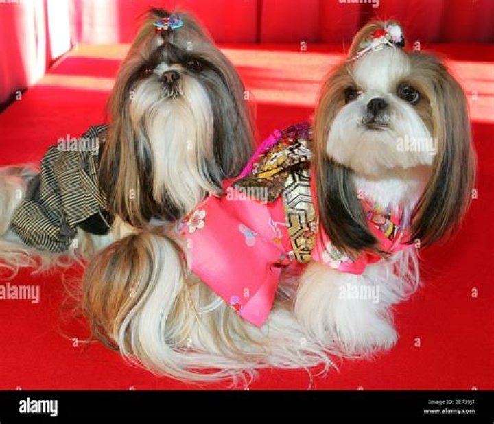 What size shoe does a Shih Tzu wear?