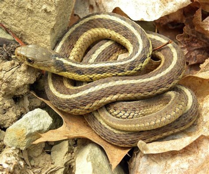 What snake looks like a garter snake?