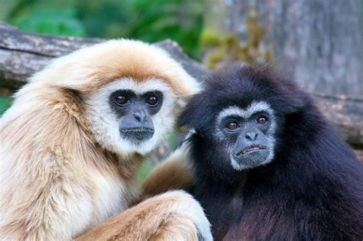 What species are Gibbons?