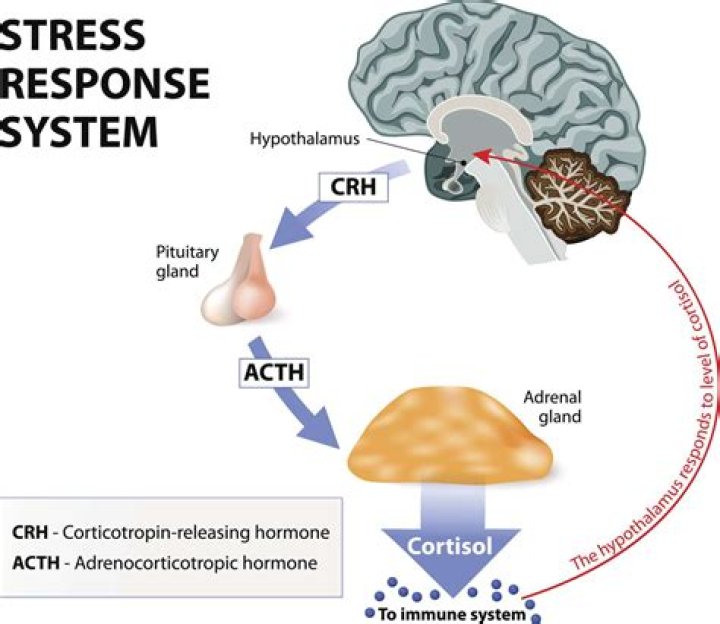 What stimulates the release of cortisol?