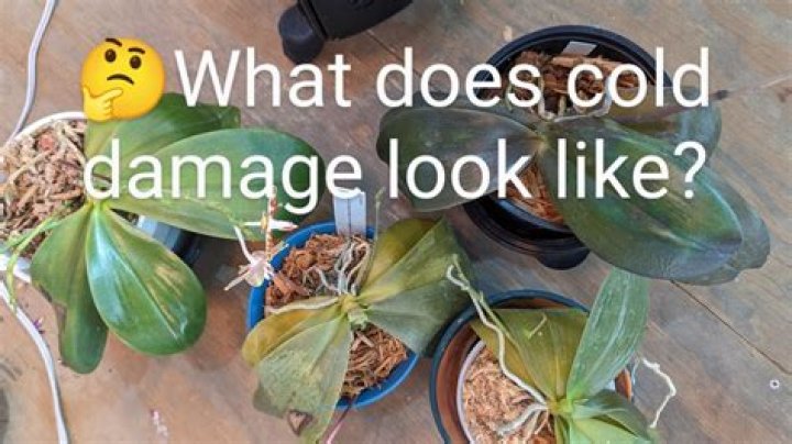 What temperature is too cold for orchids?