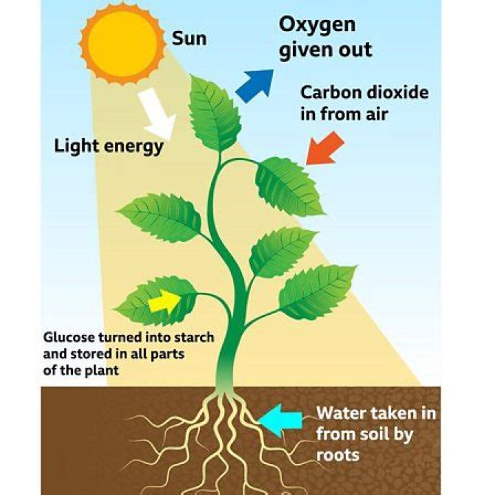 What time of day do plants release oxygen?