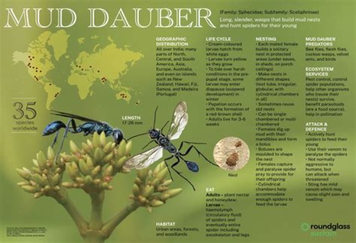 What time of year do mud daubers build nests?