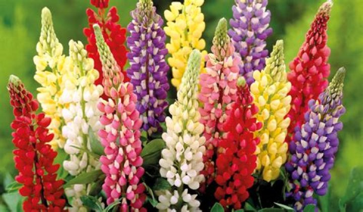What time of year do you plant lupins?