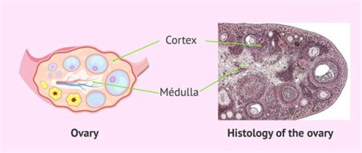 What tissue is the ovary made of?