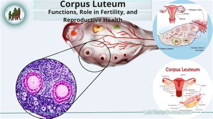 What two hormones does the corpus luteum produce?