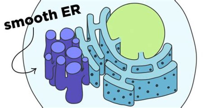 What type of cells have a lot of smooth ER?