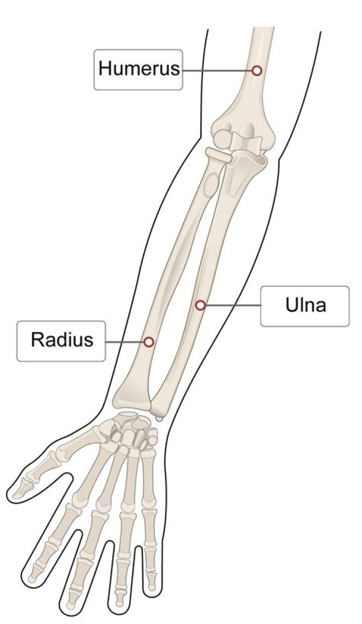 What type of joint is between the humerus and ulna?