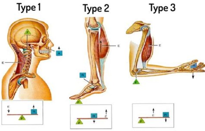 What type of lever is the human jaw?