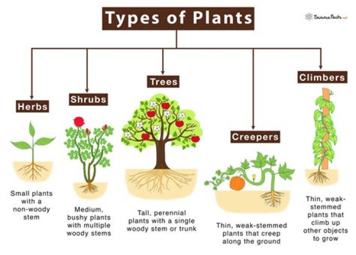 What type of plants are there?