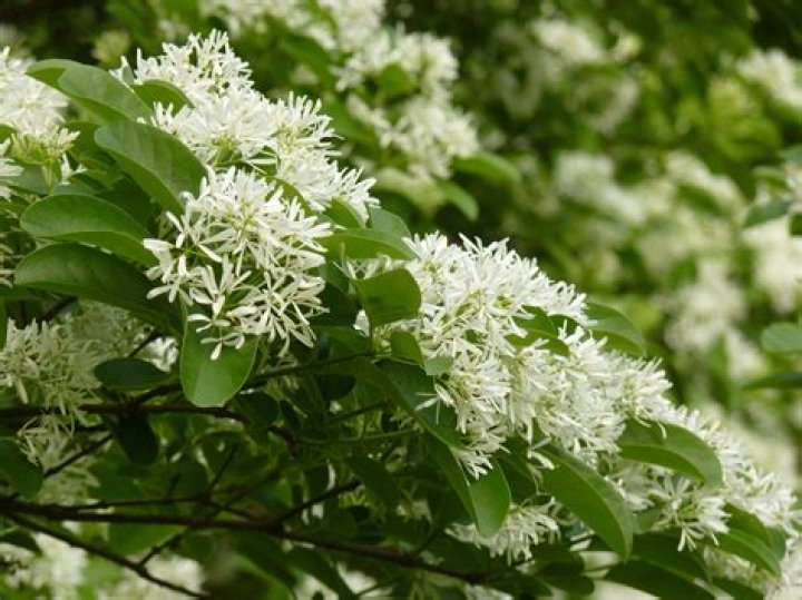 What type of tree has white blooms?
