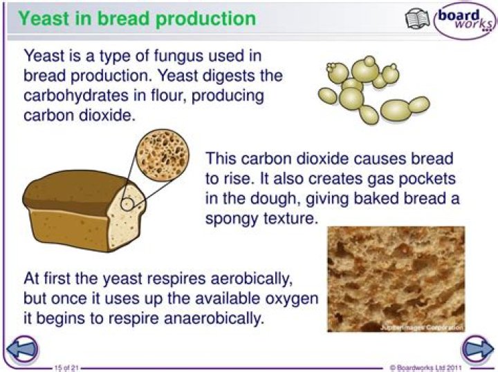 What waste product of yeast respiration is useful in making bread?