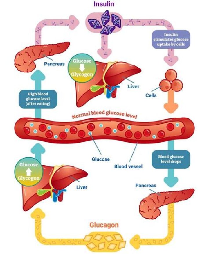 When blood glucose level rises the pancreas secretes insulin?