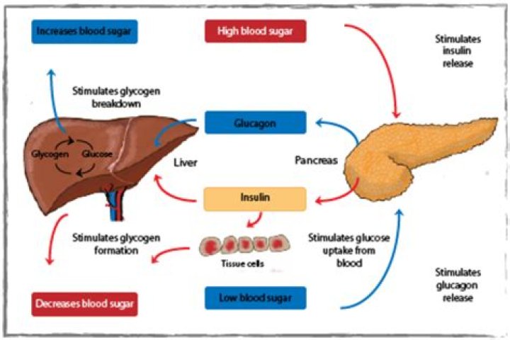 When blood glucose levels are high the pancreas releases?