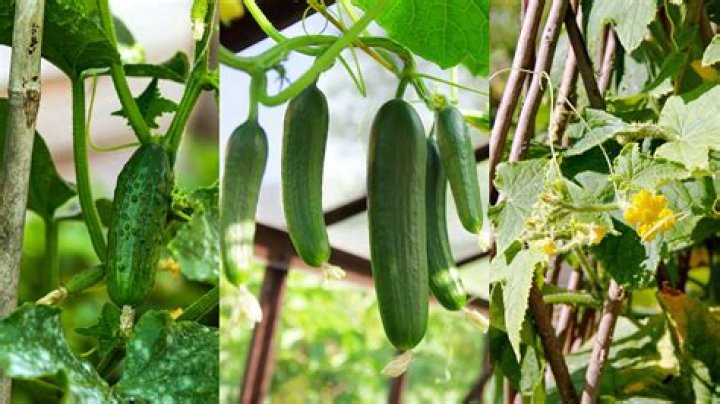 When can I plant cucumber plants outside?