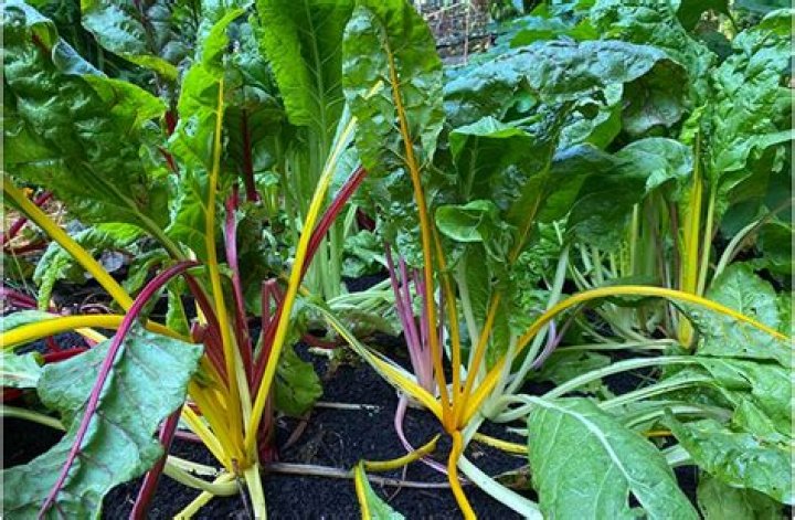 When can I plant Swiss chard?