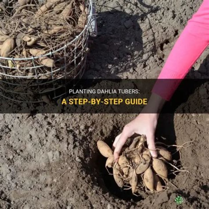 When can you buy dahlia tubers?