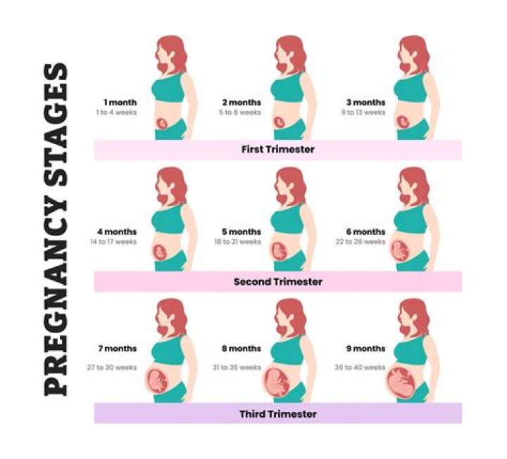 When during pregnancy do body tissues organs and systems develop?