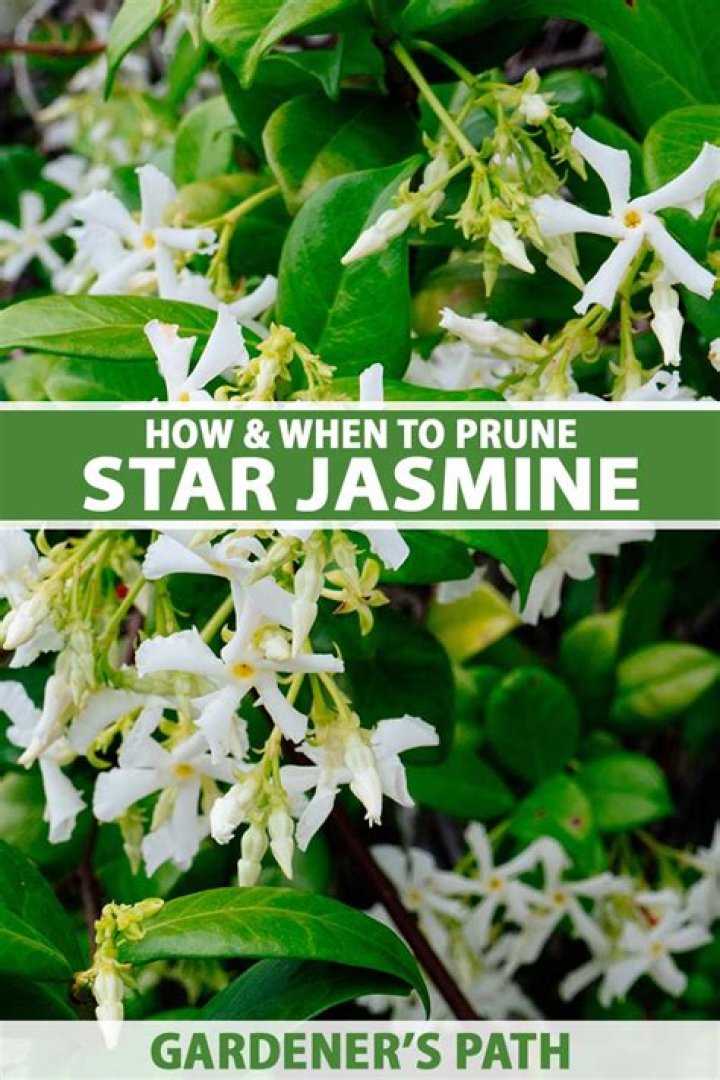 When should I prune star jasmine?