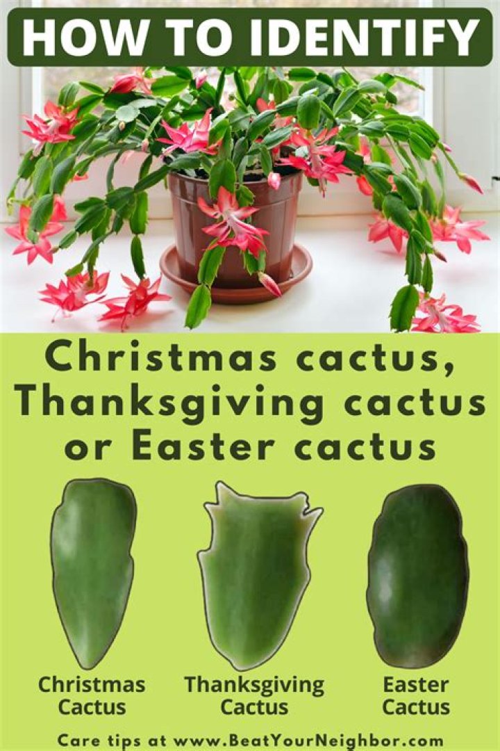 When should I transplant my Christmas cactus?