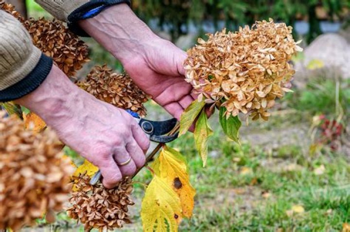 When should oakleaf hydrangeas be pruned?