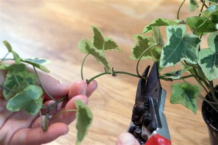 When should you cut back ivy?