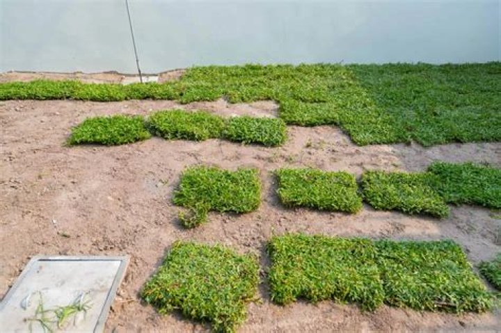 When should you not lay sod?