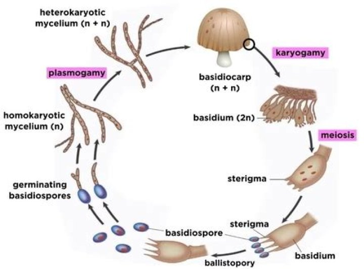 Where are Basidiomycetes found?