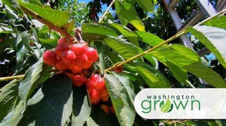 Where are cherries grown in Washington?
