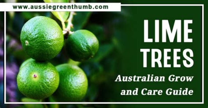 Where are limes grown in Australia?