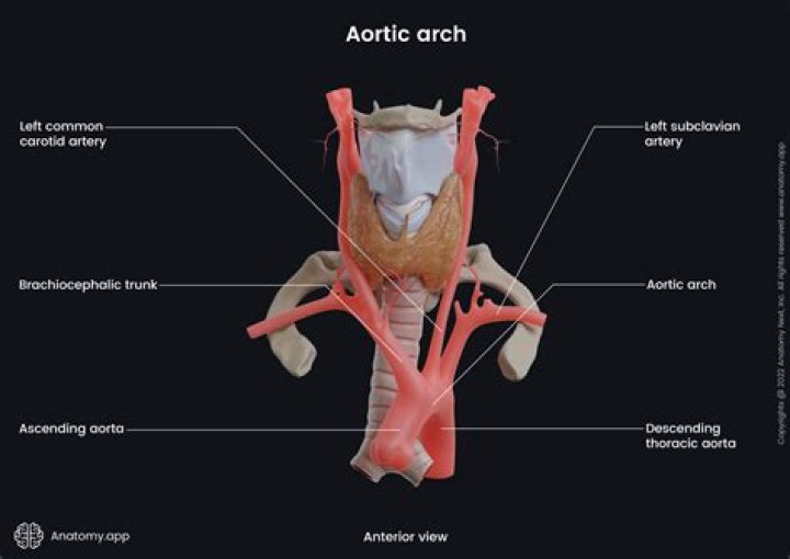 Where are major arteries located?