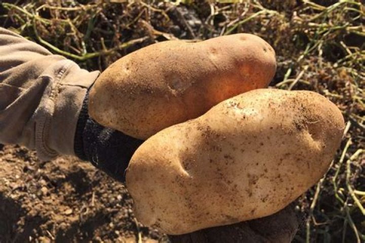 Where are Russet Burbank potatoes grown?