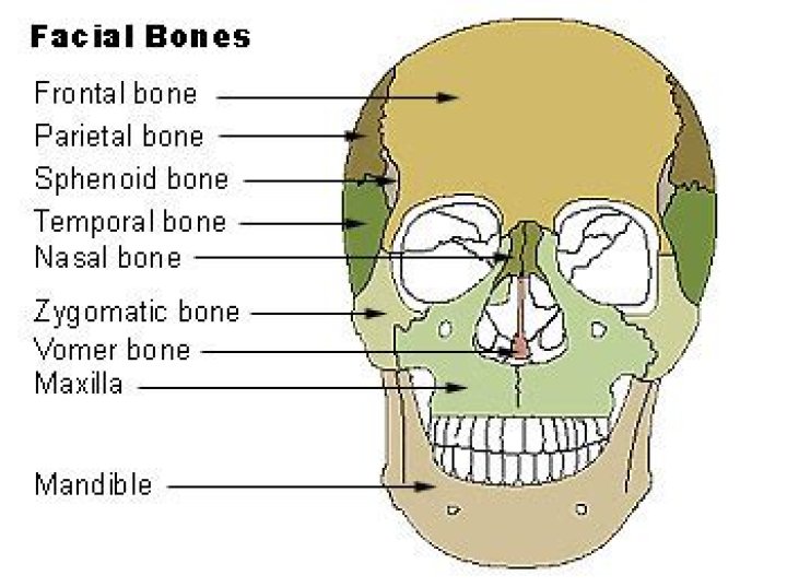 Where are the facial bones located?