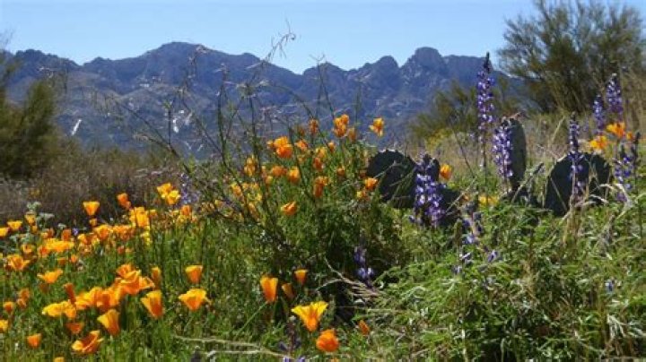 Where are the wildflowers in Arizona?