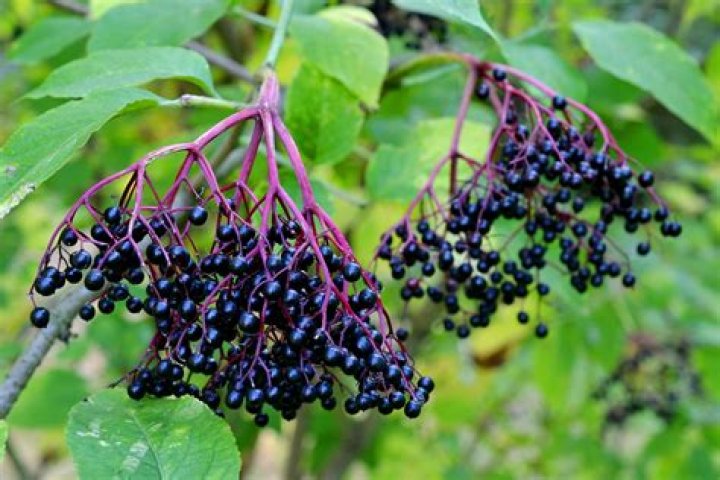 Where can I buy elderberries in Colorado?