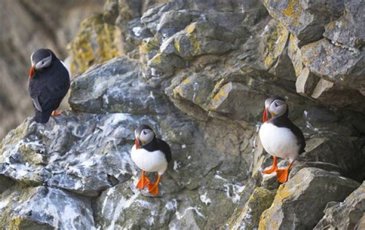 Where can I go to see puffins?