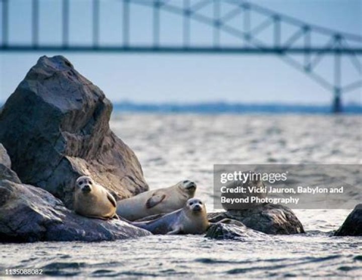 Where can I see seals on Long Island?
