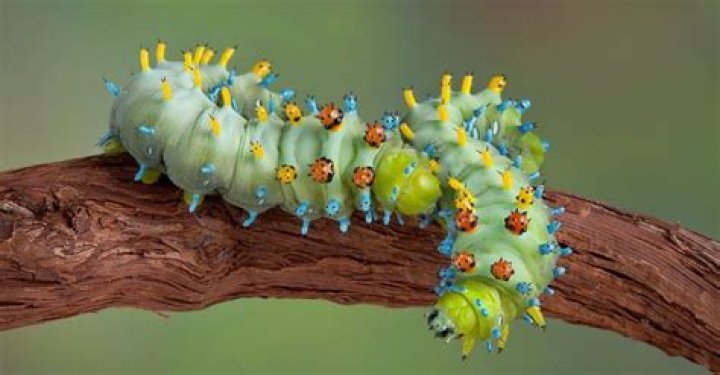 Where do caterpillars wings come from?