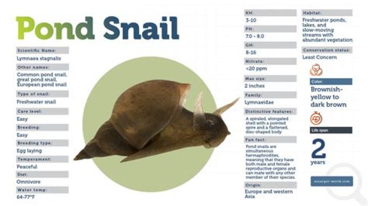 Where do pond snails live?