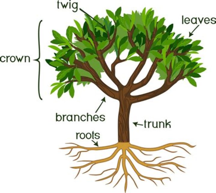 Where do the branches of plants come from?