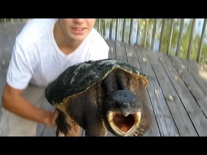 Where do you hold a snapping turtle?