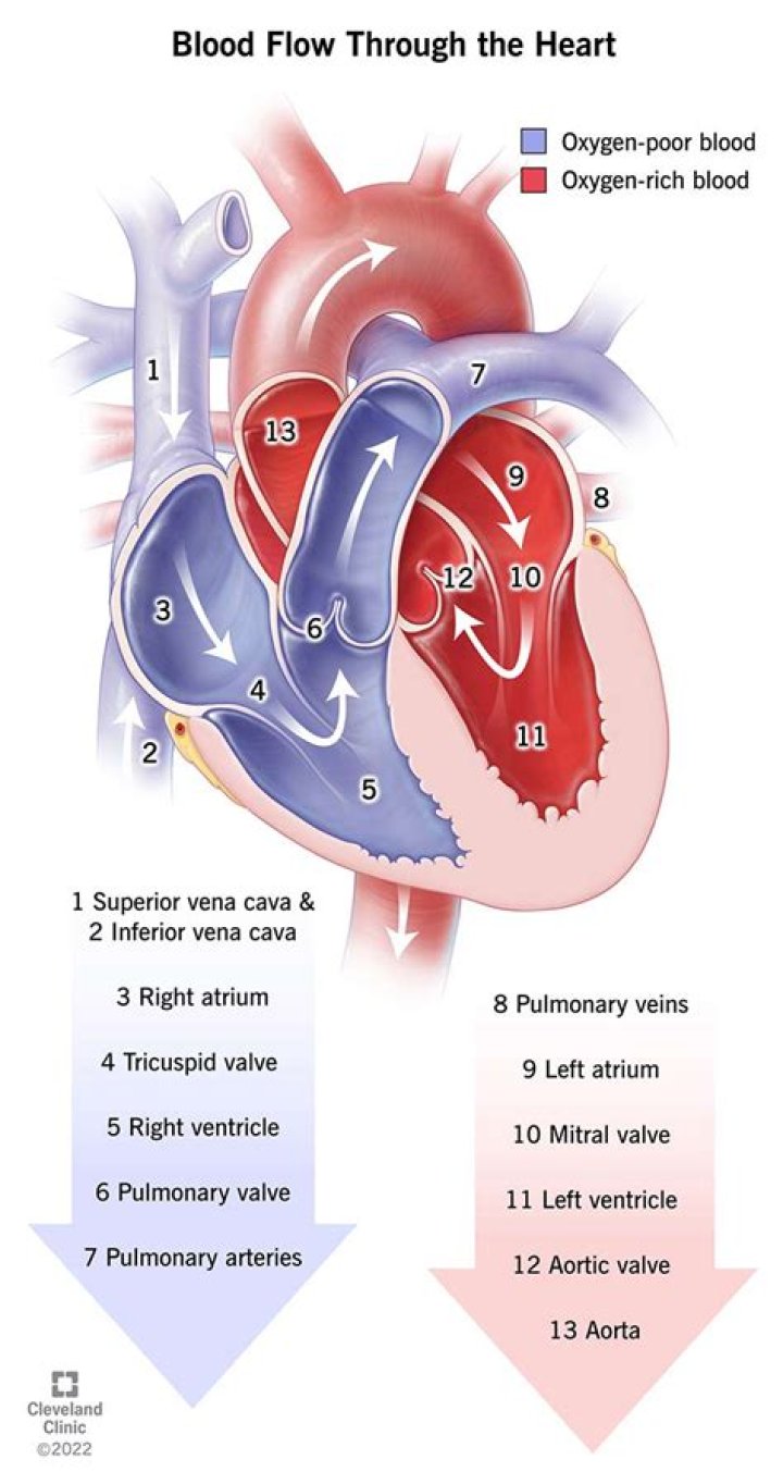 Where does the blood from the right side of the heart go?
