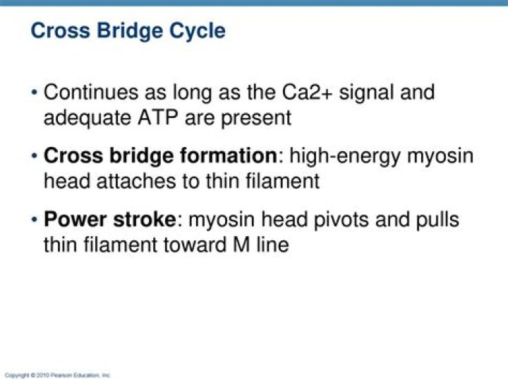 Where does the cross bridge form?