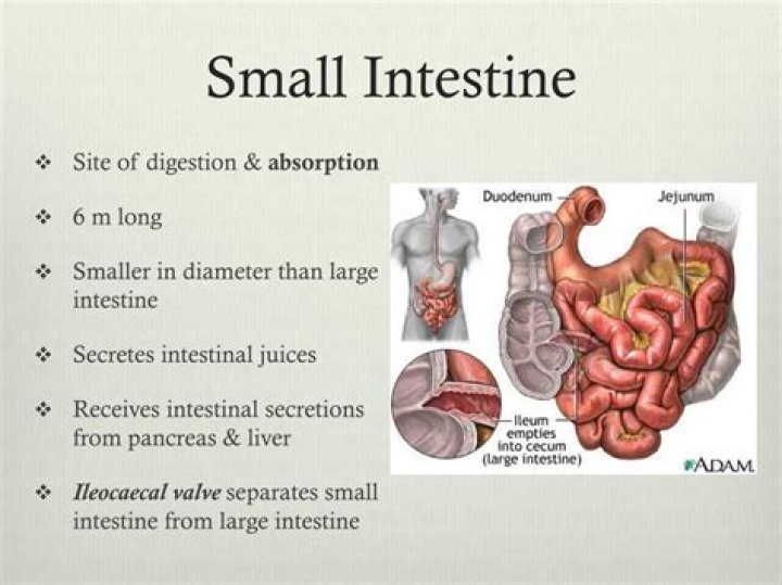 Where does the majority of nutrient absorption occur?