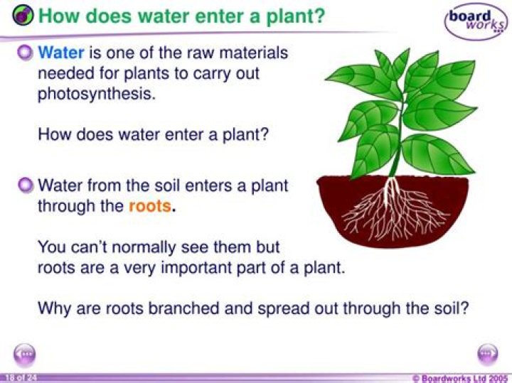 Where does the water enter the plant?