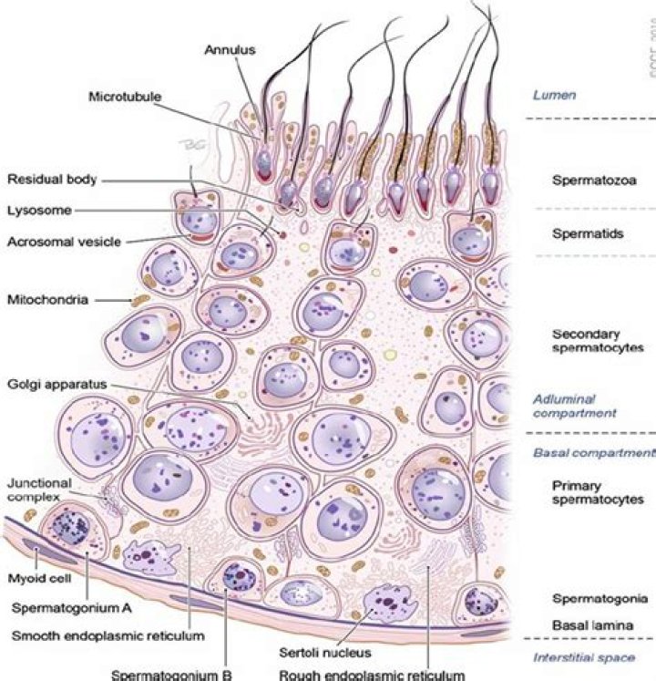 Where is the germinal epithelium located?