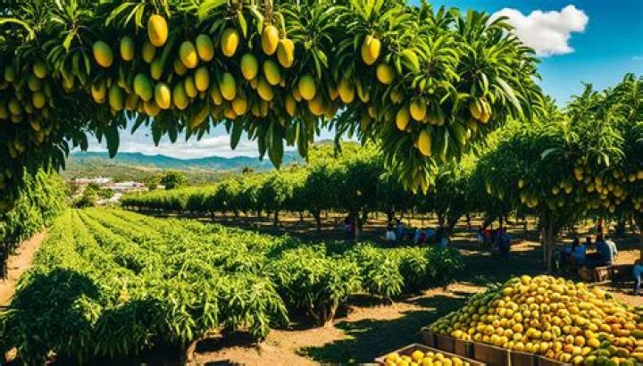 Where is the mango capital of the Philippines?