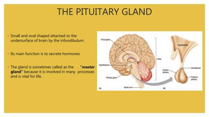 Where is the pituitary gland located and what does it do?