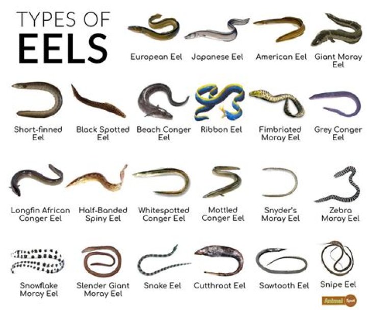 Which animal is eel?